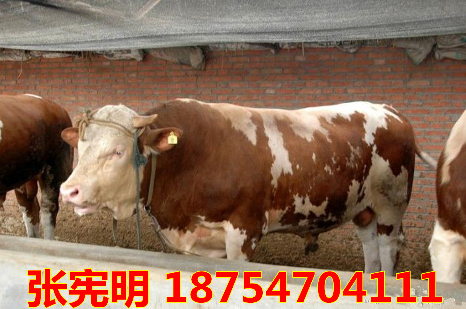 6cd263244bd3dd19_副本 - 副本.jpg